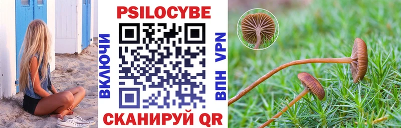 дарнет шоп  Прохладный  Псилоцибиновые грибы Cubensis 